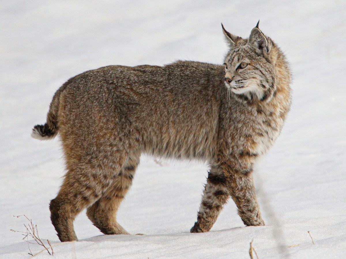 Calgary lynx kazakhstan wildlife wild blue city captured ru source zoos slice offer side released beautiful just live zooniverse dailyhive