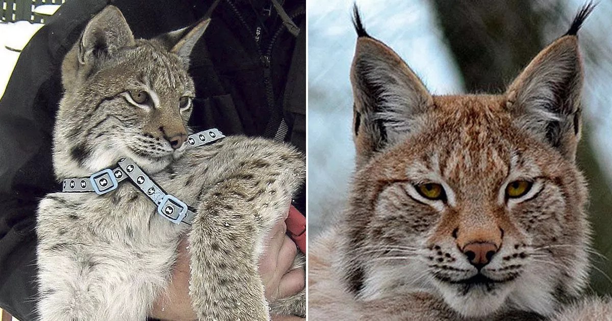 Illegally released lynx captured - NatureScot statement